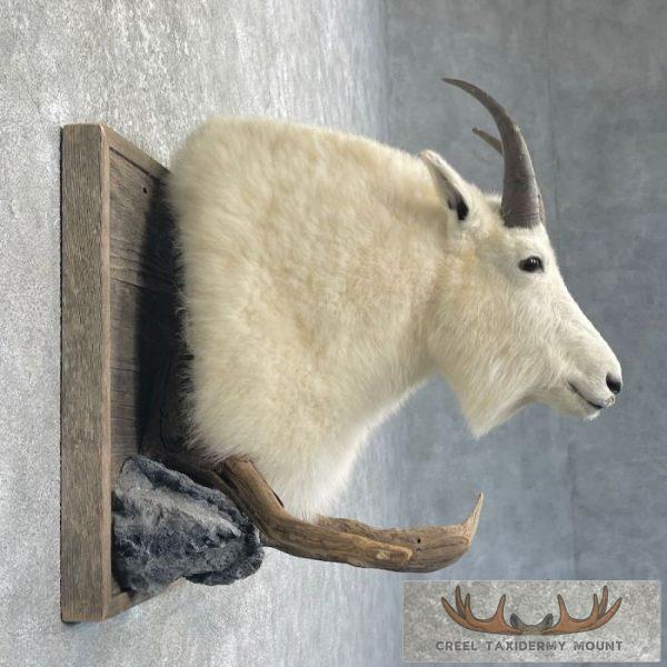 Mountain Goat Taxidermy Shoulder Mount For Sale - Image 5