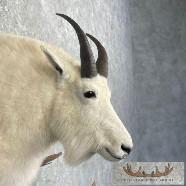 Mountain Goat Taxidermy Shoulder Mount For Sale - Image 6
