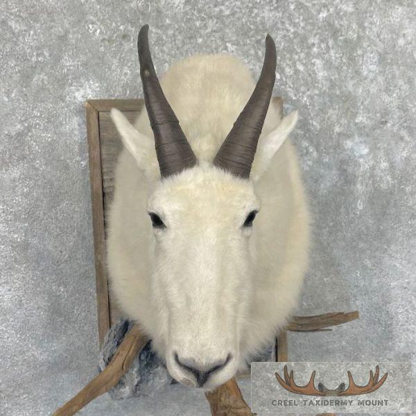 Mountain Goat Taxidermy Shoulder Mount For Sale - Image 7