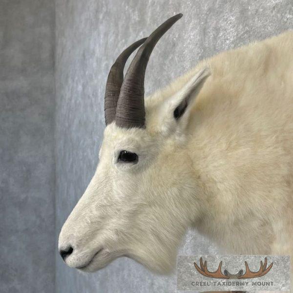 Mountain Goat Taxidermy Shoulder Mount For Sale - Image 8