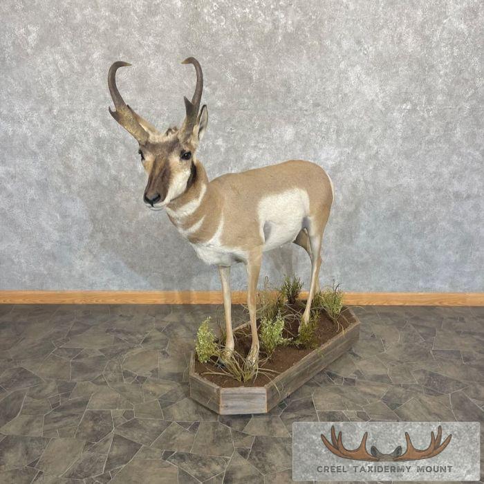 Pronghorn Antelope Life-Size Taxidermy Mount For Sale - Image 2