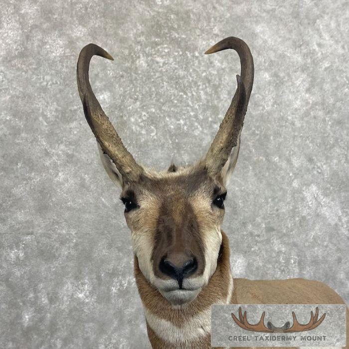Pronghorn Antelope Life-Size Taxidermy Mount For Sale - Image 4