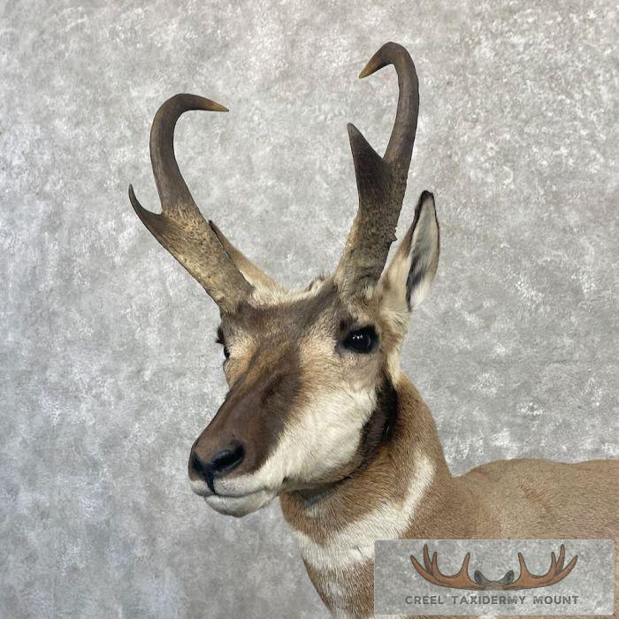 Pronghorn Antelope Life-Size Taxidermy Mount For Sale - Image 3
