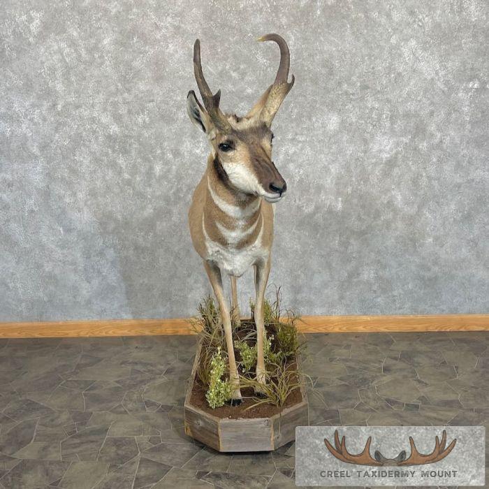 Pronghorn Antelope Life-Size Taxidermy Mount For Sale - Image 6