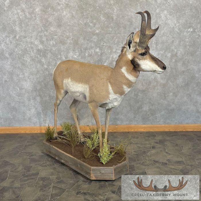 Pronghorn Antelope Life-Size Taxidermy Mount For Sale - Image 7