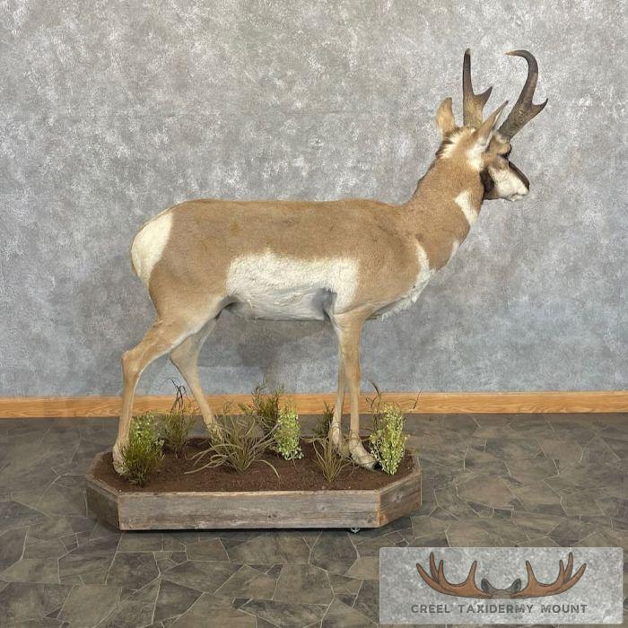 Pronghorn Antelope Life-Size Taxidermy Mount For Sale - Image 8
