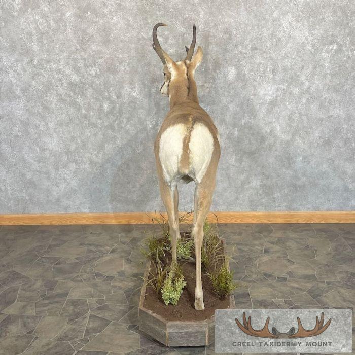Pronghorn Antelope Life-Size Taxidermy Mount For Sale - Image 9