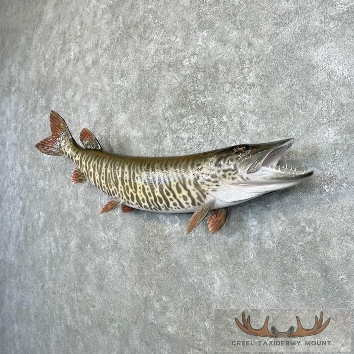 Reproduction Tiger Musky Taxidermy Fish Mount For Sale - Image 2