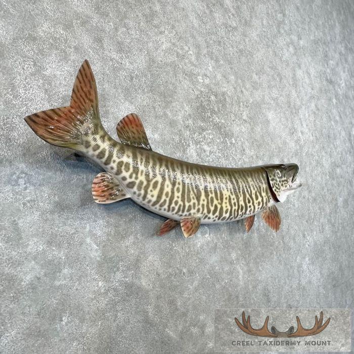 Reproduction Tiger Musky Taxidermy Fish Mount For Sale - Image 3