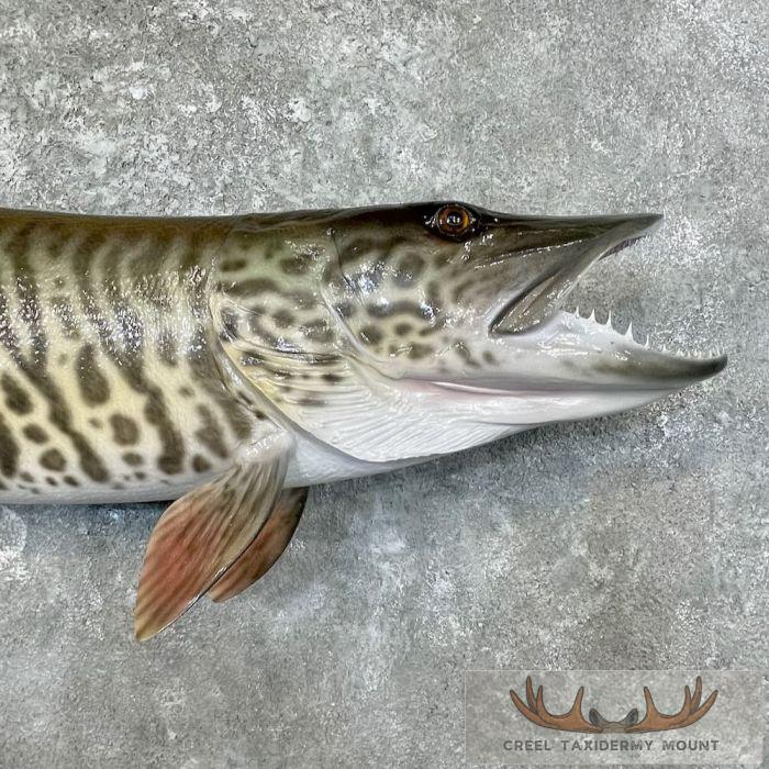 Reproduction Tiger Musky Taxidermy Fish Mount For Sale - Image 4