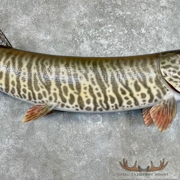 Reproduction Tiger Musky Taxidermy Fish Mount For Sale - Image 5