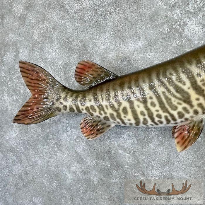 Reproduction Tiger Musky Taxidermy Fish Mount For Sale - Image 6