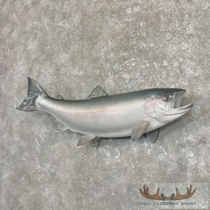 Steelhead Taxidermy Fish Mount For Sale - Image 2