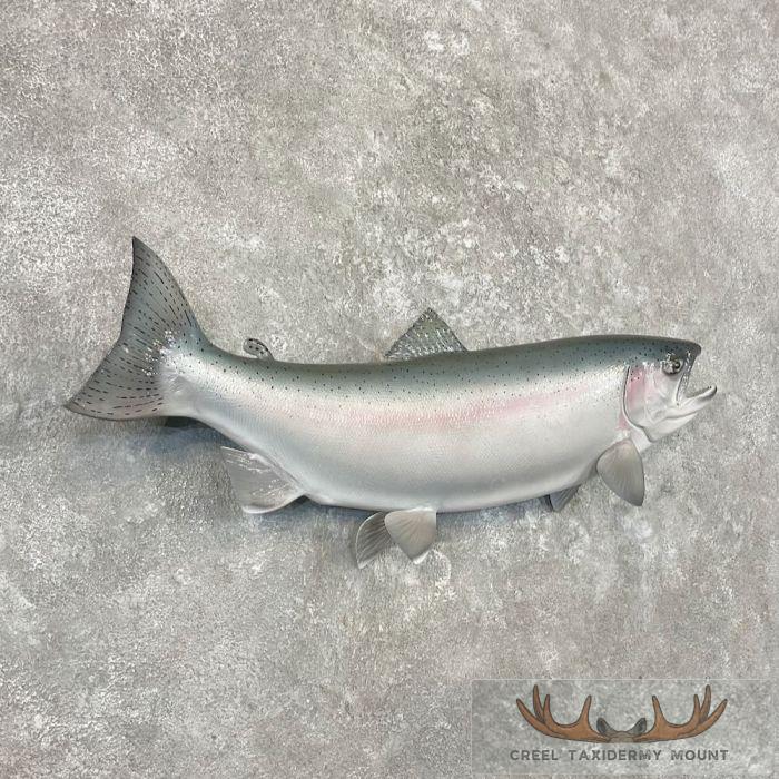 Steelhead Taxidermy Fish Mount For Sale - Image 3