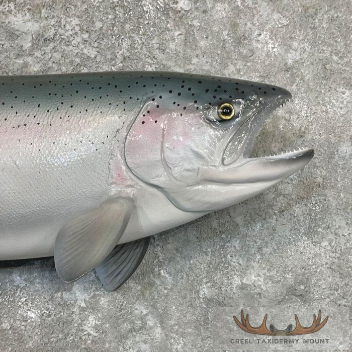 Steelhead Taxidermy Fish Mount For Sale - Image 4