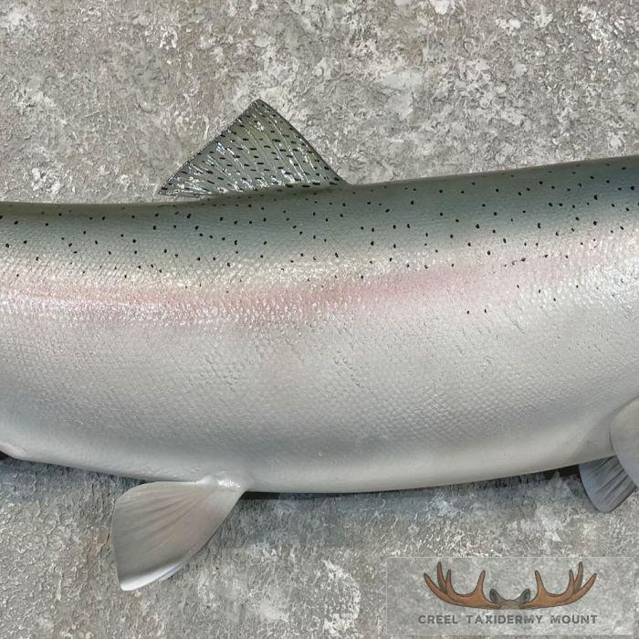 Steelhead Taxidermy Fish Mount For Sale - Image 5