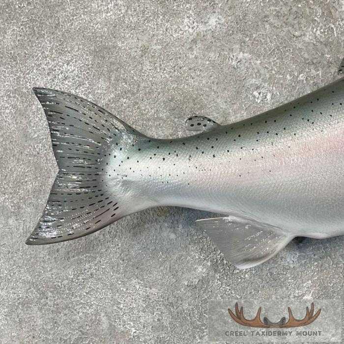 Steelhead Taxidermy Fish Mount For Sale - Image 6