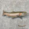 Steelhead Taxidermy Fish Mount For Sale - Image 2
