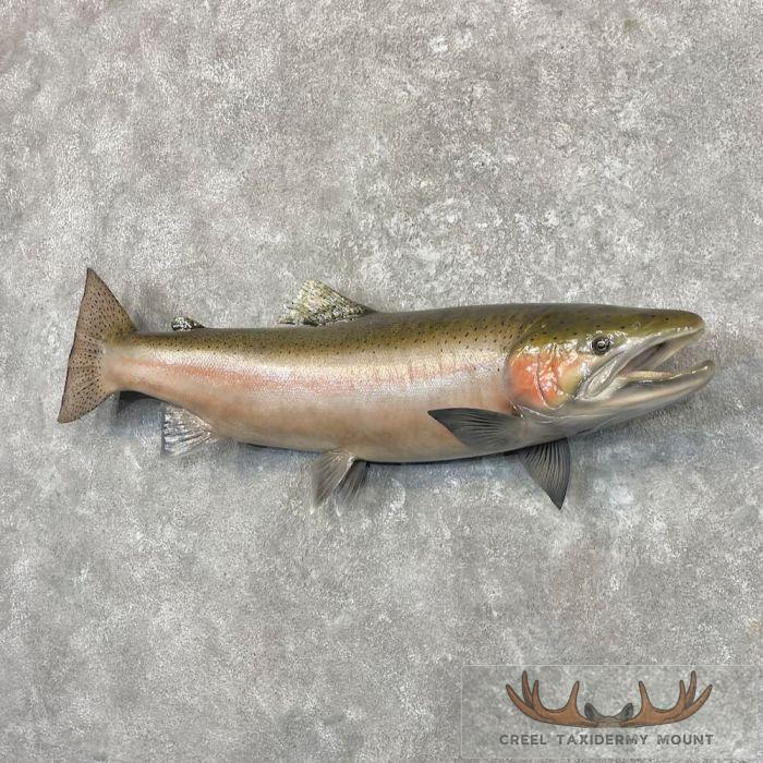 Steelhead Taxidermy Fish Mount For Sale - Image 2