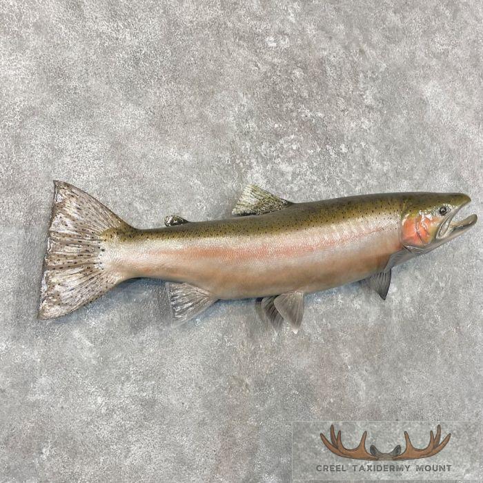 Steelhead Taxidermy Fish Mount For Sale - Image 3
