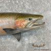 Steelhead Taxidermy Fish Mount For Sale - Image 4