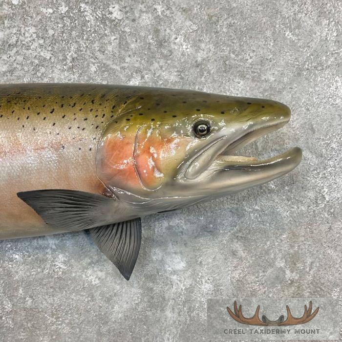 Steelhead Taxidermy Fish Mount For Sale - Image 4