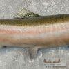 Steelhead Taxidermy Fish Mount For Sale - Image 5