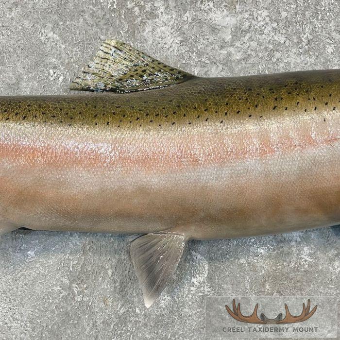 Steelhead Taxidermy Fish Mount For Sale - Image 5