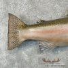 Steelhead Taxidermy Fish Mount For Sale - Image 6