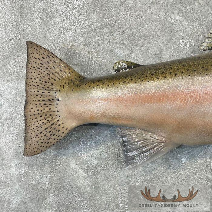 Steelhead Taxidermy Fish Mount For Sale - Image 6