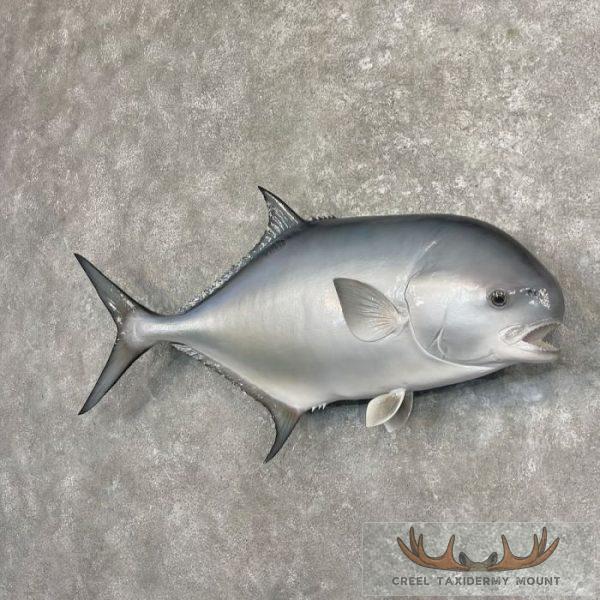 Crevalle Jack Taxidermy Fish Mount For Sale - Image 2