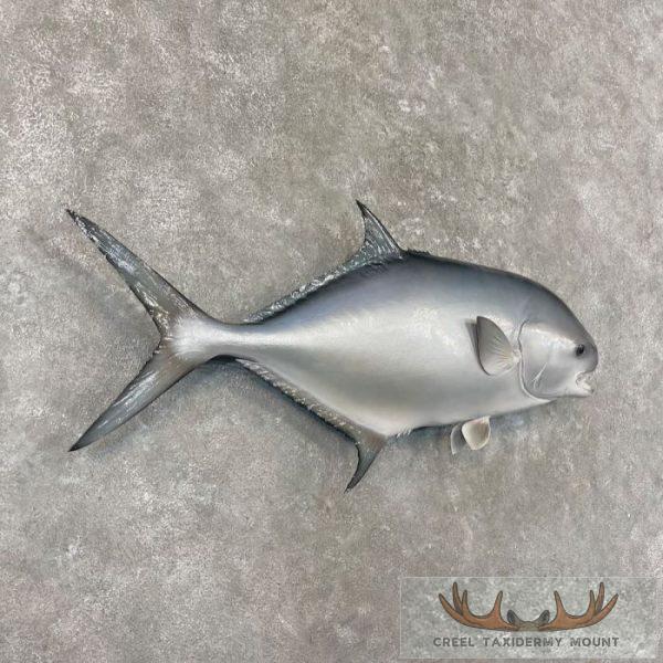 Crevalle Jack Taxidermy Fish Mount For Sale - Image 3