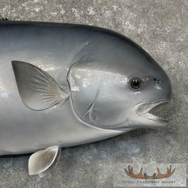 Crevalle Jack Taxidermy Fish Mount For Sale - Image 4