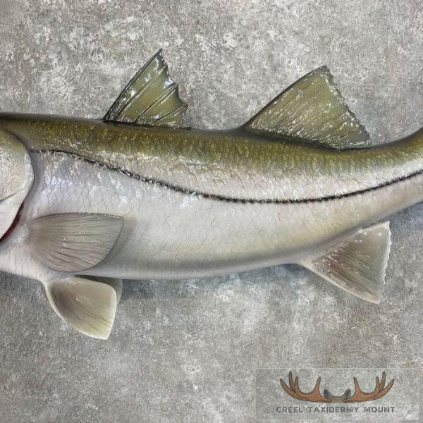 Common Snook Taxidermy Fish Mount For Sale | Creel Taxidermy