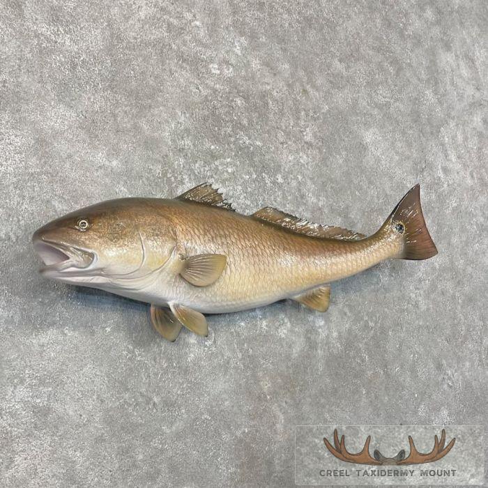 Redfish Taxidermy Fish Mount For Sale - Image 3