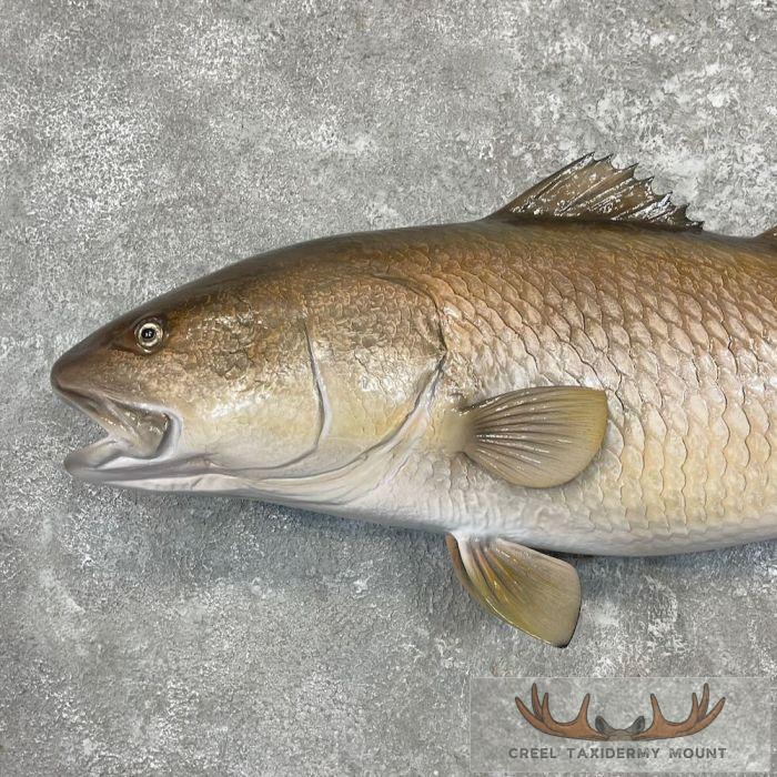 Redfish Taxidermy Fish Mount For Sale - Image 4
