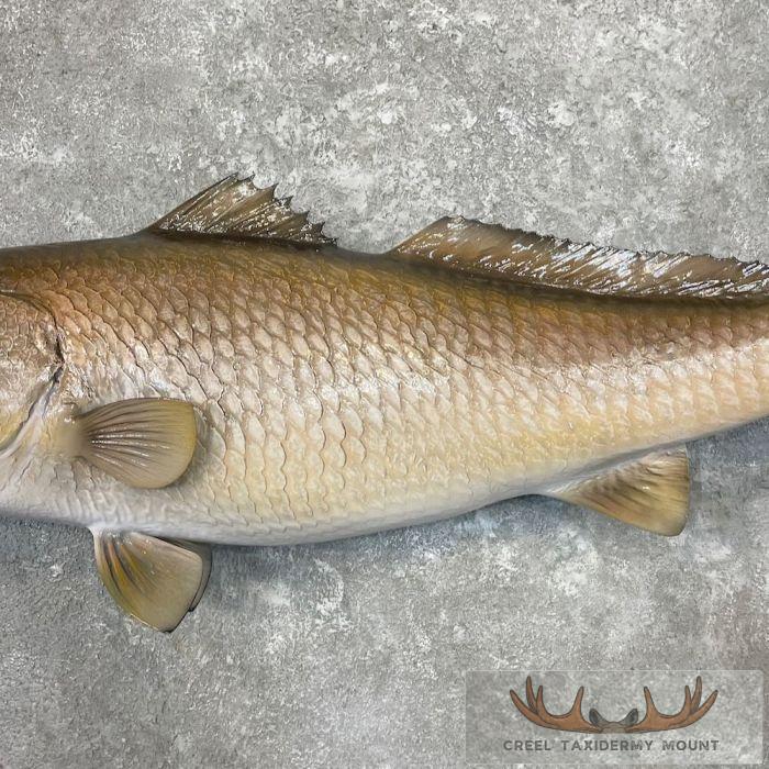 Redfish Taxidermy Fish Mount For Sale - Image 5