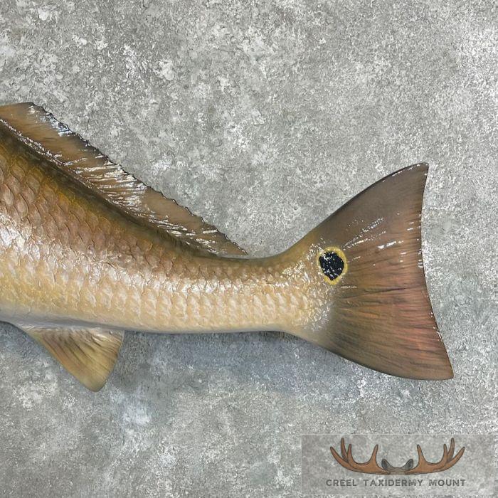 Redfish Taxidermy Fish Mount For Sale - Image 6