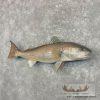 Redfish Taxidermy Fish Mount For Sale - Image 2