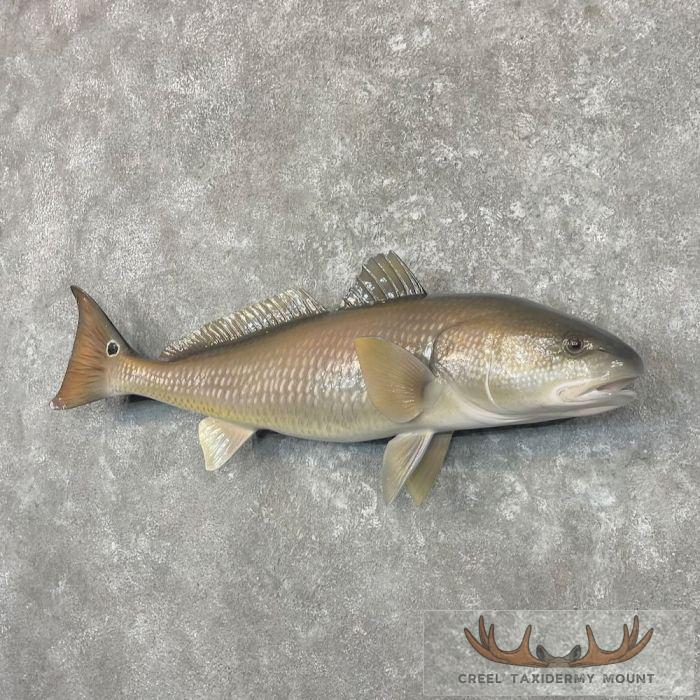 Redfish Taxidermy Fish Mount For Sale - Image 2