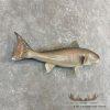 Redfish Taxidermy Fish Mount For Sale - Image 3