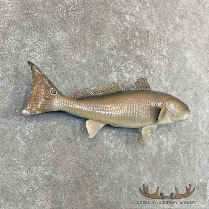 Redfish Taxidermy Fish Mount For Sale - Image 3