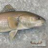 Redfish Taxidermy Fish Mount For Sale - Image 4