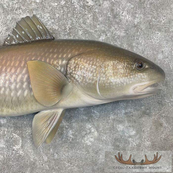 Redfish Taxidermy Fish Mount For Sale - Image 4