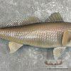 Redfish Taxidermy Fish Mount For Sale - Image 5