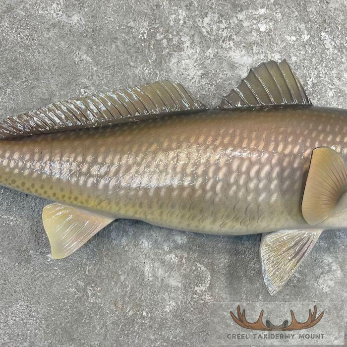Redfish Taxidermy Fish Mount For Sale - Image 5