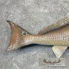Redfish Taxidermy Fish Mount For Sale - Image 6