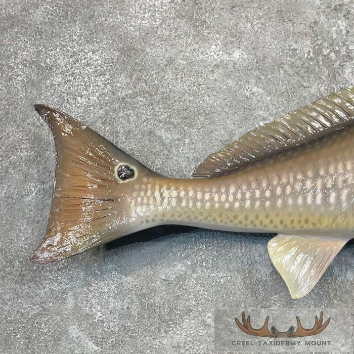 Redfish Taxidermy Fish Mount For Sale - Image 6