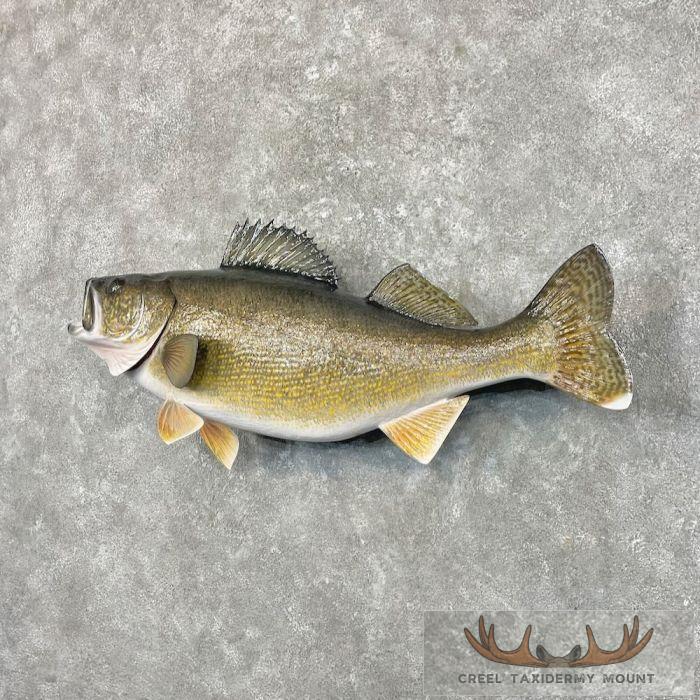 Walleye Taxidermy Fish Mount For Sale - Image 2