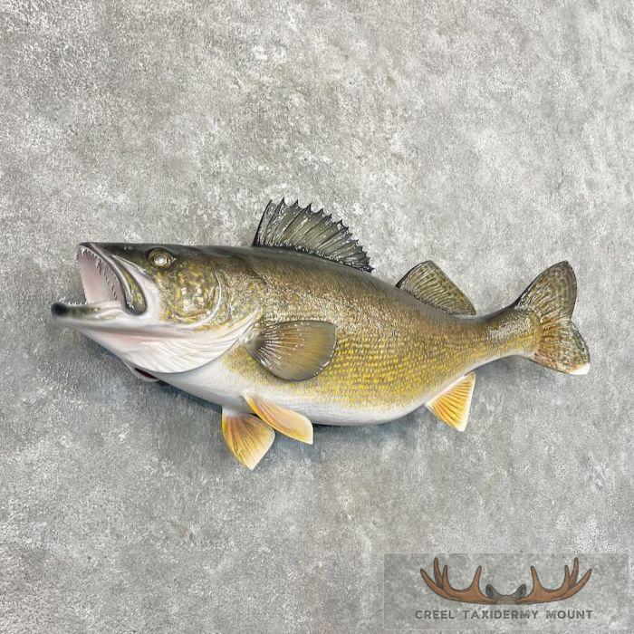 Walleye Taxidermy Fish Mount For Sale - Image 3